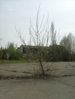 <imgr300*0:stuff/z/1/Chernobyl2008Mateusz/tn_S6303871.JPG>