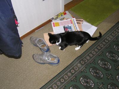 <img0*300:stuff/z/1/cats%2520and%2520more/p1010009.jpg>