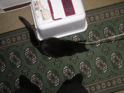 <img0*300:stuff/z/1/cats%2520and%2520more/p1010011.jpg>