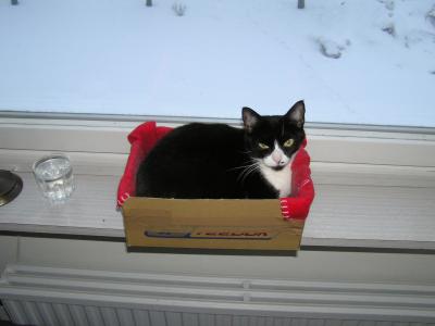 <img0*300:stuff/z/1/cats%2520and%2520more/p1010014.jpg>