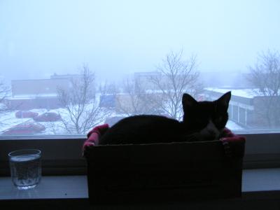 <img0*300:stuff/z/1/cats%2520and%2520more/p1010015.jpg>